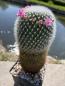 Preview: Mammillaria spinosissima